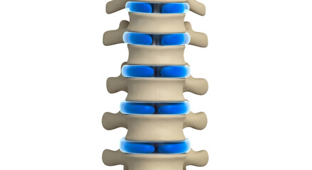 Detailed 3D render of a human spinal column showing lumbar vertebrae sections highlighted in blue for medical or anatomical reference.