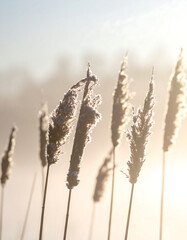 Soft reeds silhouetted against a hazy, bright background, creating a serene, ethereal landscape