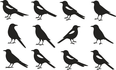 Obraz premium Black bird silhouettes set featuring multiple flying and standing poses, minimalist wildlife icons collection isolated on white background for logo, design, and branding use