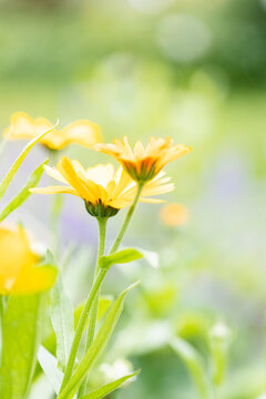 Close-up of pot marigold in garden