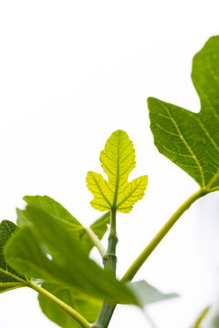 Green leaf of plant against white background