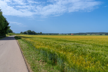 Rural road extending past green barley field in Bavaria