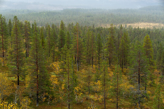 Drone point of view of abundant trees in forest