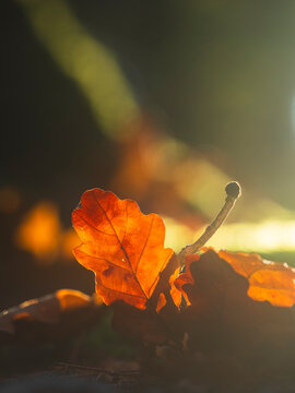 Close-up shot of sunlight shining on oak leaf