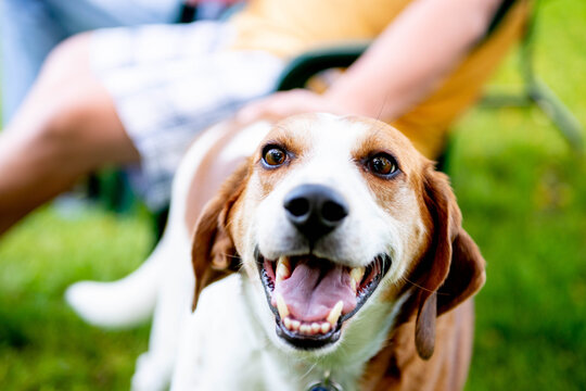 A treeing walker coonhound smiles as he is pet by a person from behind. The happy dog has his mouth open and is seen close up with his big ears hanging down.