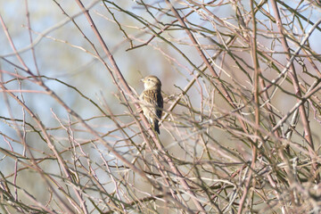 Ein Steinsperling auf einem Ast im Winter © hespasoft