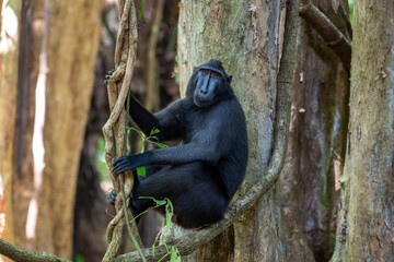 The Celebes crested macaque (Macaca nigra), also known as the crested black macaque, Sulawesi crested macaque, or black monkey, is an Old World monkey.