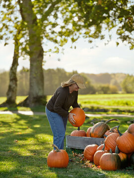 Woman arranging pumpkins in crate while standing on grass