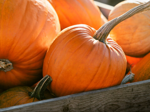 Close-up of fresh pumpkins in crate