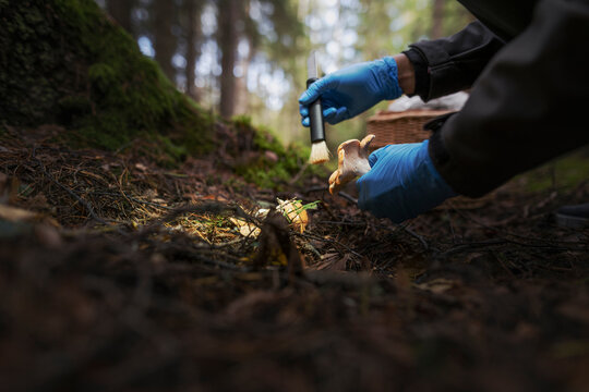 Female biologist exploring mushrooms in forest