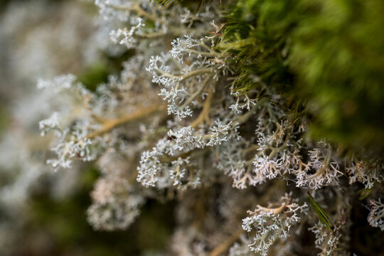 Close-up of Reindeer Lichen in forest