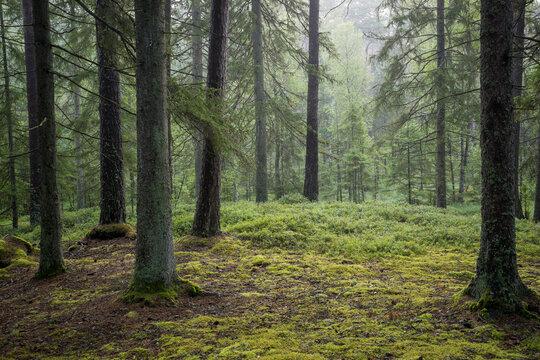 Scenic view of beautiful forest