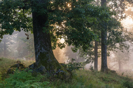 Scenic view of lush trees in forest