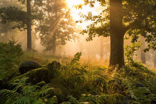 Beautiful view of plants and trees in forest