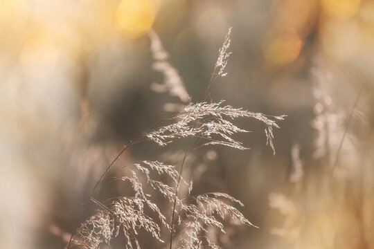 Sunny meadow