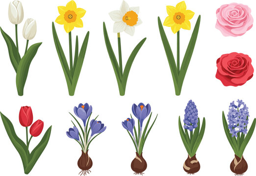 Spring flower collection with tulips daffodils roses crocus hyacinth and bulbs in flat vector illustration style