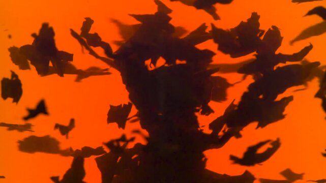 Circling Tea Leaves in a Teapot. A view through a clear teapot. Indian tea leaves slowly swirl in the center of the freshly brewed tea