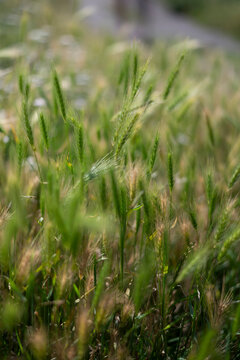 Close-up of wheat grains in field