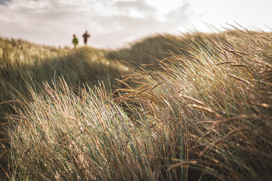 Close-up shot of sunlight shining on wild grass