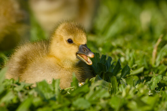 Greylag goose gosling in grass with open beak close up