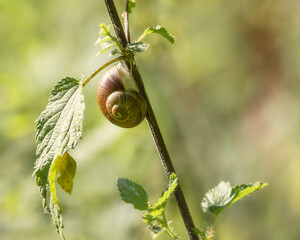Snail on the stem of a plant