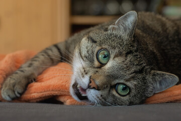 Playful tabby cat lies on a blanket with a slightly open mouth