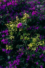 Fototapeta premium flowers in the garden