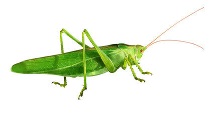 Fototapeta premium Illustration of a reat green bush-cricket (Tettigonia viridissima) in watercolor style 