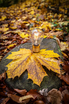 View of illuminated light bulb with maple leaf on rock in forest