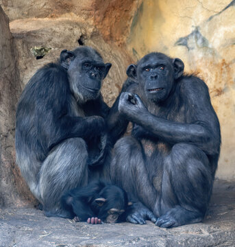 Familia de chimpanc&eacute;s abrazados con cr&iacute;a en el centro
