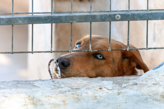 Perro mestizo marr&oacute;n con ojos azules tras reja en refugio