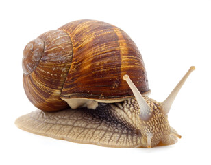 Snail crawls with tan shell. Antennae extend from the face. Isolated on white