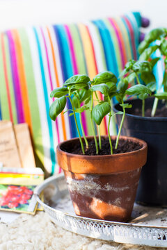 Potted plant kept in tray