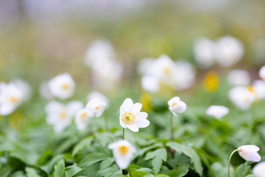 Close-up shot of wood anemone flowers with leaves