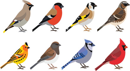 Colorful songbird vector illustration set featuring realistic garden and forest birds, wildlife nature collection for educational, decorative and design projects © Jahangir