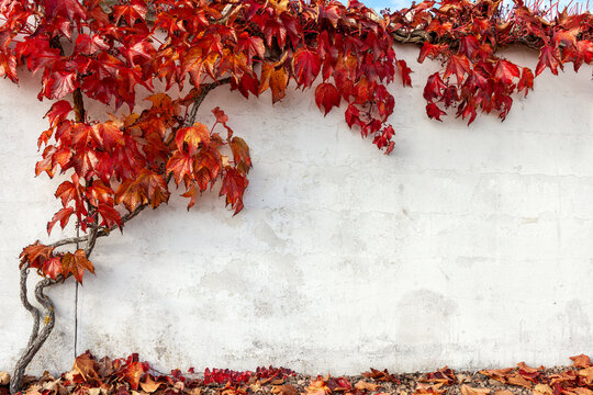 Beautiful red creeper plant on wall in autumn