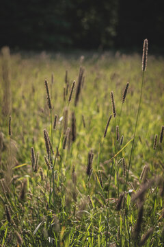 Foxtail barley crops in agricultural field