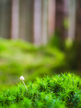 Mushroom growing amidst plants in forest