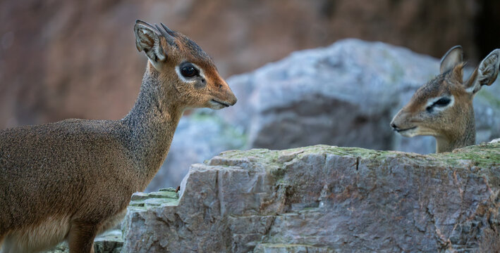 Alert klipspringer antelopes standing on rocky cliff