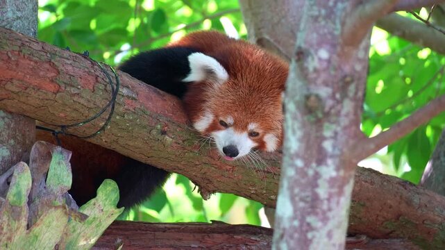 Close up shot of a cute red panda (Ailurus fulgens) resting on tree.