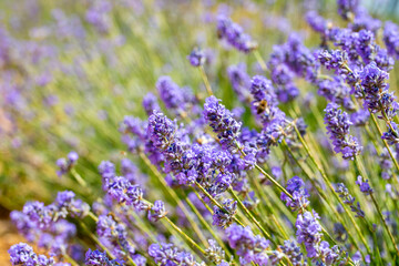 Fototapeta premium Lavender field in full fragrant bloom stretches into soft focus, delicate purple spikes glowing in golden sunlight on a peaceful summer afternoon
