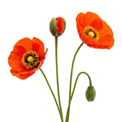 Obraz premium Vibrant red poppies in full bloom with green stems and leaves isolated on transparent background