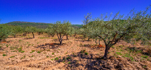 Olives Trees Plantation, Olea europea, Arribes del Duero Natural Park, SPA, SAC, Biosphere Reserve, Salamanca, Castilla y Le&oacute;n, Spain, Europe