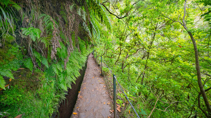 Levada do Caldeirao Verde, Parque Forestal Das Queimadas, Madeira, Portugal, Europe