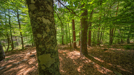 Mixed Forest at Laguna Negra y Circos Glaciares de Urbi&oacute;n Natural Park, Protected Area, Picos de Urbi&oacute;n, Soria, Castilla Y Le&oacute;n, Spain, Europe