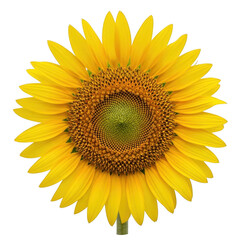 Fototapeta premium A vibrant sunflower with bright yellow petals and a dark brown center. isolated on transparent background