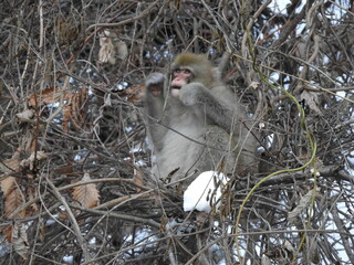 白神山地のニホンザル