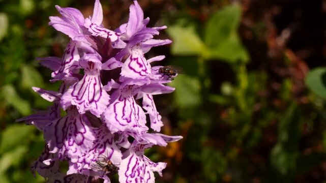 The blue flowers of a plant known as the orchis (northern orchid) of the polar tundra sway in the breeze in the bright sunlight of a clear summer day. An intricate play of light and shadow.