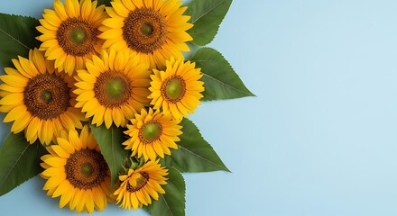 Vibrant sunflowers and green leaves arranged artistically on a bright blue background, summer celebration.
