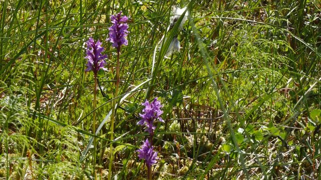The blue flowers of a plant known as the orchis (northern orchid) of the polar tundra sway in the breeze in the bright sunlight of a clear summer day. An intricate play of light and shadow.